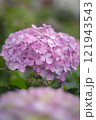 雨に濡れたピンクの紫陽花 121943543