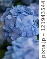 紫陽花（青） 121943544