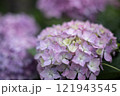 紫陽花（赤） 121943545
