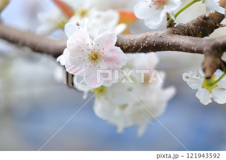 梨の花 人工授粉されたピンク色の花びら 梨の花 人工授粉されたピンク色の花びら 121943592
