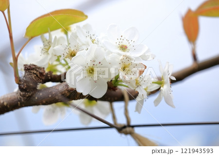 梨の花 梨の花 121943593