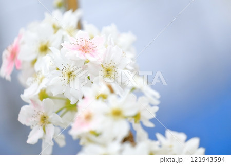 梨の花 人工授粉されたピンク色の花びら 梨の花 人工授粉されたピンク色の花びら 121943594