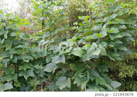 ムクナ豆の葉っぱ ムクナ豆の葉っぱ 121943676