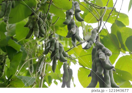 ムクナ豆の実 121943677