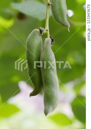 ムクナ豆の実 121943678