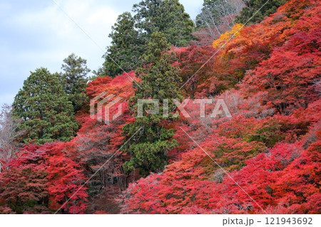 香嵐渓　紅葉（愛知県 豊田市） 121943692