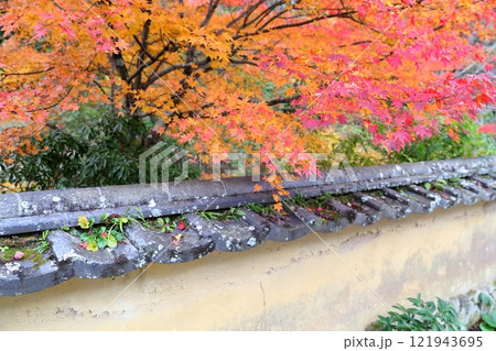 松平郷　紅葉の並木（室町塀　愛知県 豊田市） 121943695