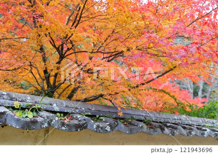 松平郷 紅葉の並木(室町塀 愛知県 豊田市) 松平郷 紅葉の並木(室町塀 愛知県 豊田市) 121943696