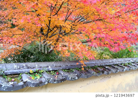 松平郷 紅葉の並木(室町塀 愛知県 豊田市) 松平郷 紅葉の並木(室町塀 愛知県 豊田市) 121943697