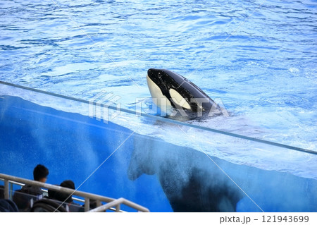 シャチ（名古屋港水族館　愛知県 名古屋市） 121943699