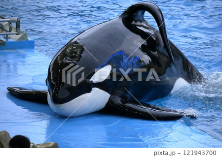 シャチ（名古屋港水族館　愛知県 名古屋市） 121943700