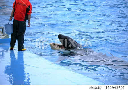 シャチ（名古屋港水族館　愛知県 名古屋市） 121943702