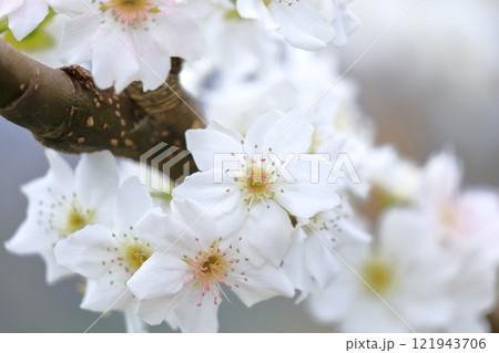 梨の花　人工授粉されたピンク色の花びら 121943706