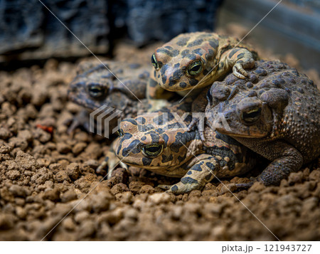エジプトミドリヒキガエルとナンブヒキガエル 121943727