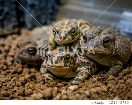 エジプトミドリヒキガエルとナンブヒキガエル 121943729