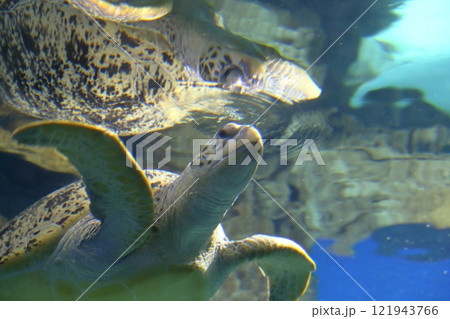 ウミガメ（名古屋港水族館　愛知県 名古屋市） 121943766