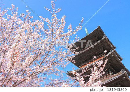 愛知県名古屋市、満開の桜と八事山興正寺五重塔の風景 愛知県名古屋市、満開の桜と八事山興正寺五重塔の風景 121943860