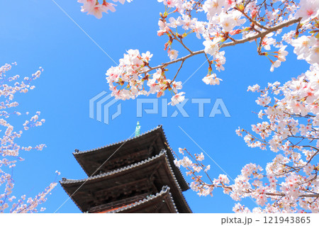 愛知県名古屋市、満開の桜と八事山興正寺五重塔の風景 121943865