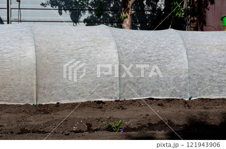Protective covering shields young plants from cold temperatures in a garden setting during early spring Protective covering shields young plants from cold temperatures in a garden setting during early spring 121943906