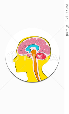 Human brain in yellow and pink tones, illustrating anatomical structures for educational purposes. Conceptual design. 121943968