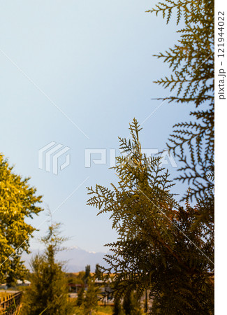 spruce branches tree branches against the sky spruce branches tree branches against the sky 121944022