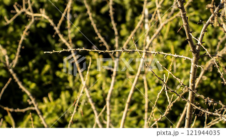 Apples branches forest Apples branches forest 121944035