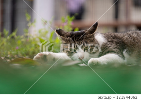 公園のフェンスの向こうで寝てるキジトラ柄とぶち猫柄の野良猫 121944062
