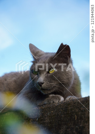 青空の下柵の上で香箱座りしてるグレーの毛並みの野良猫 121944063