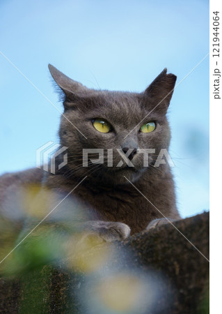 青空の下柵の上で香箱座りしてるグレーの毛並みの野良猫 青空の下柵の上で香箱座りしてるグレーの毛並みの野良猫 121944064