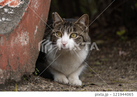 公園の遊具に影からひょっこりと顔を出してるかわいいもふもふのキジトラ柄とぶち猫柄の野良猫 公園の遊具に影からひょっこりと顔を出してるかわいいもふもふのキジトラ柄とぶち猫柄の野良猫 121944065