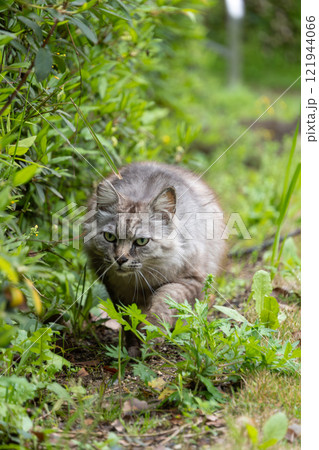 緑生い茂る公園を歩いてくるグレーの毛並みの毛が長い野良猫 121944066