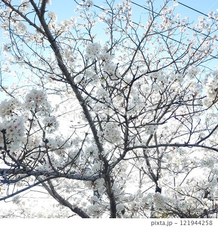 日本の春、桜 121944258