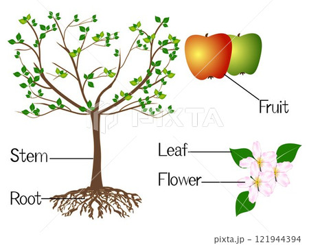 The illustration shows part of the apple plants. The illustration shows part of the apple plants. 121944394