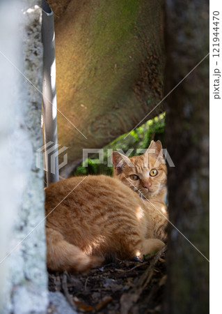 壁の岩の隙間から覗く茶トラ柄の野良猫 壁の岩の隙間から覗く茶トラ柄の野良猫 121944470