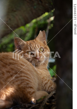 壁の岩の隙間から覗く茶トラ柄の野良猫 121944471