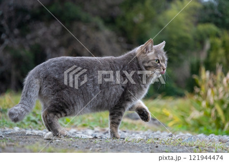 自然公園で前足を出してるポーズをしてるグレーの毛並みの野良猫 自然公園で前足を出してるポーズをしてるグレーの毛並みの野良猫 121944474