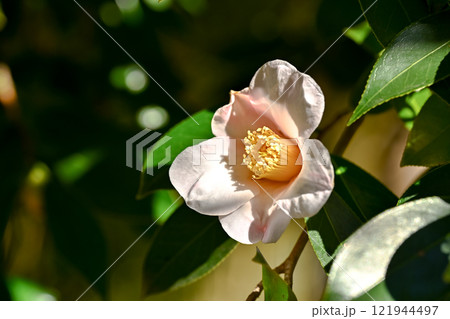 白い椿の花 121944497