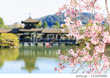 【京都府】平安神宮の桜 121944988