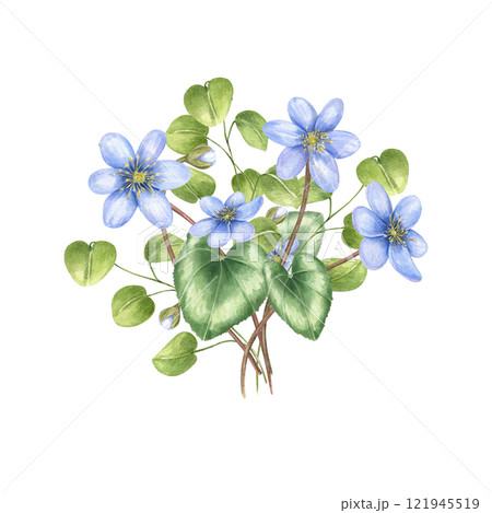 Watercolor spring blossomed blue flowers with green leaves illustration. Forest lilac liverwort, hepatica flower bouquet in realistic style. For Valentine day, mother day greeting card, invitation 121945519