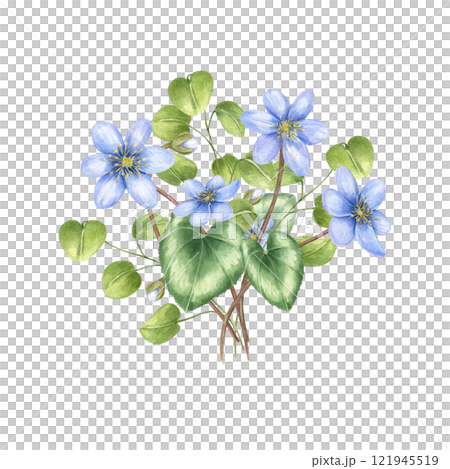Watercolor spring blossomed blue flowers with green leaves illustration. Forest lilac liverwort, hepatica flower bouquet in realistic style. For Valentine day, mother day greeting card, invitation 121945519