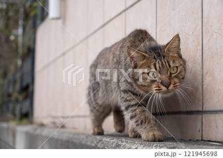 家の壁の端を歩いてくるキジトラ柄か茶トラの野良猫 121945698