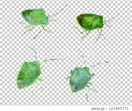 椿象 椿象 121945771