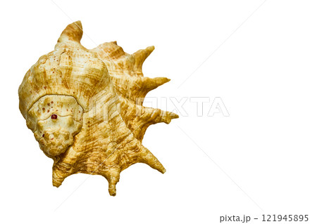 Large ancient sea shell from clam on white 121945895