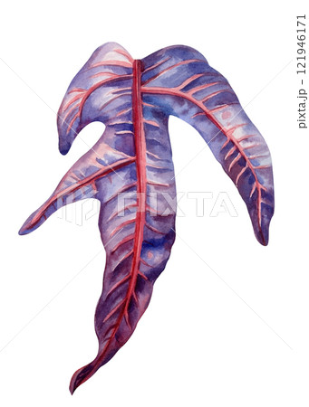 watercolor croton leaf isolated, colorful green yellow botanical illustration, hand painted plant nature foliage decor 121946171
