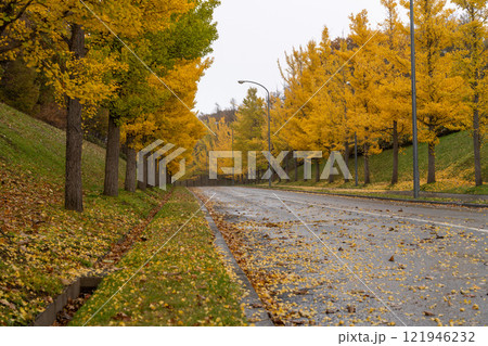 北海道　秋　銀杏並木　黄葉　紅葉　石狩　厚田　墓地 121946232