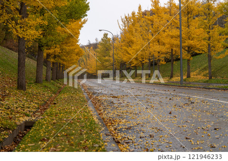 北海道　秋　銀杏並木　黄葉　紅葉　石狩　厚田　墓地 121946233