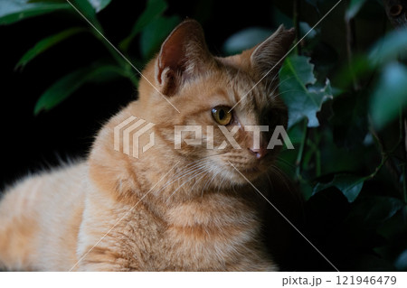 黒の背景で浮かび上がって見える茶トラ柄の野良猫 121946479