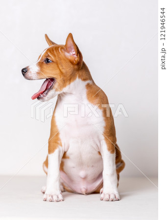 Portrait of an adorable red and white Basenji puppy sitting with his mouth open and looking away cheerfully. 121946544