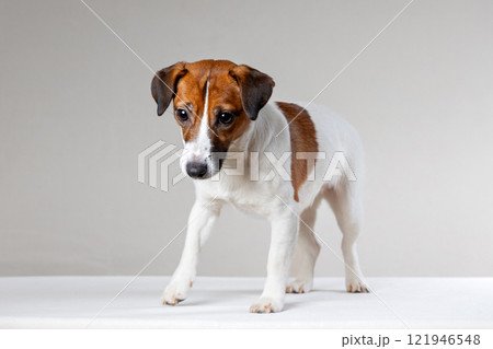 Portrait of a dog standing on a table and looking down attentively. Jack russell terrier on a light background.  121946548