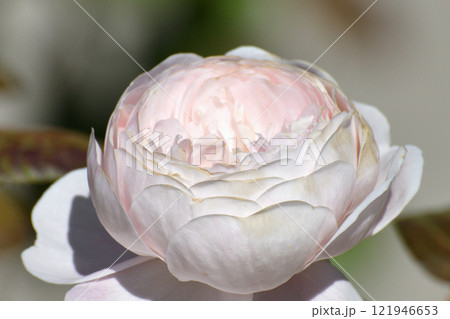 The Beautiful large white color and varietal rose 121946653